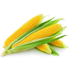 Maize (Corn)