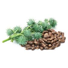 Castor Seeds